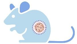 fig.2 cell line-derived xenograft model development service