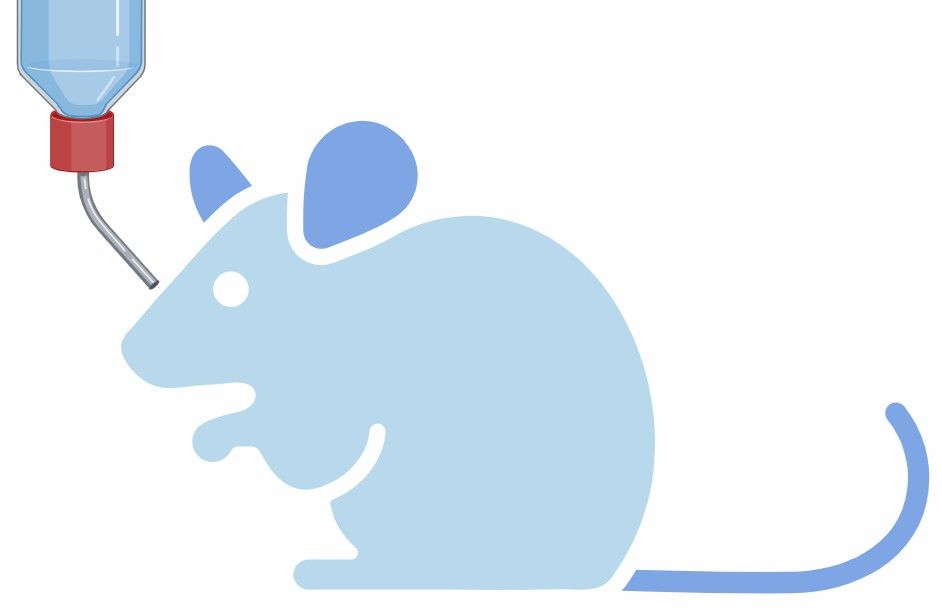 fig.3 carcinogen-induced model development service