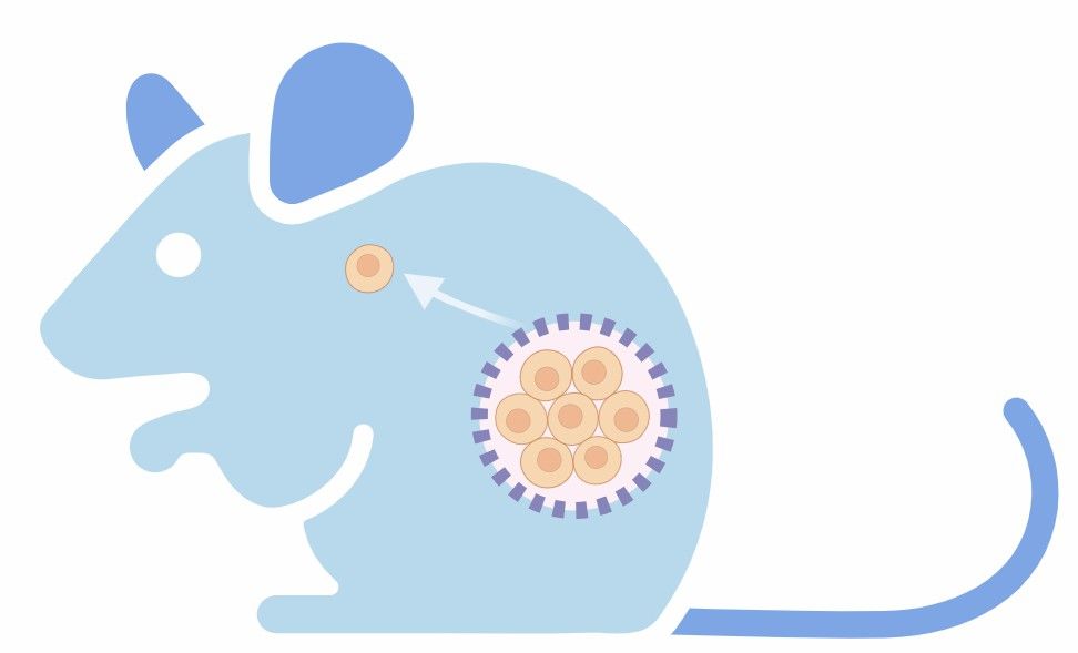 fig.5 tumor metastatic model development service