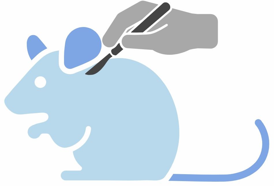 fig.6 preconditioned animal model development service.