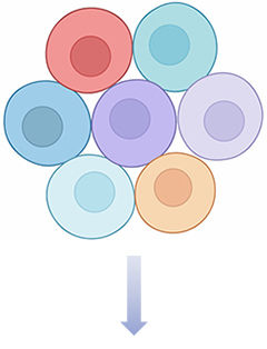 fig.1 cell line selection.