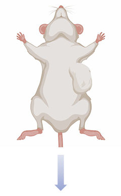 fig.2 tumor induction methods.