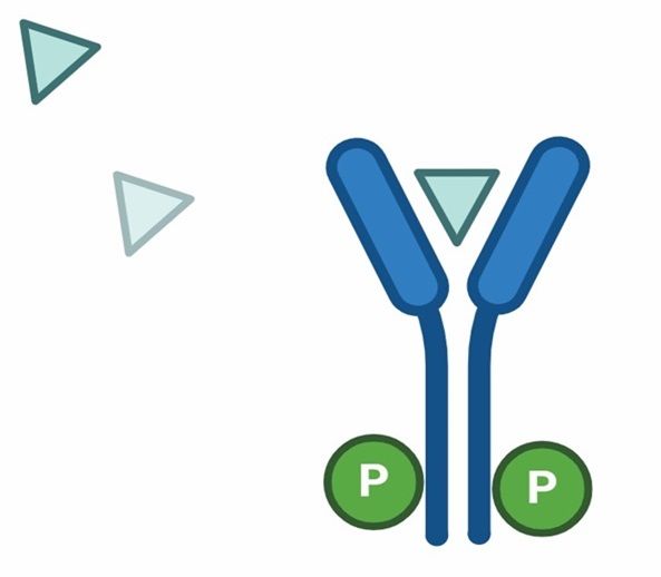 Molecular Characterization of Drug Resistance Mechanisms