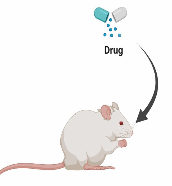In Vitro Validation Studies.