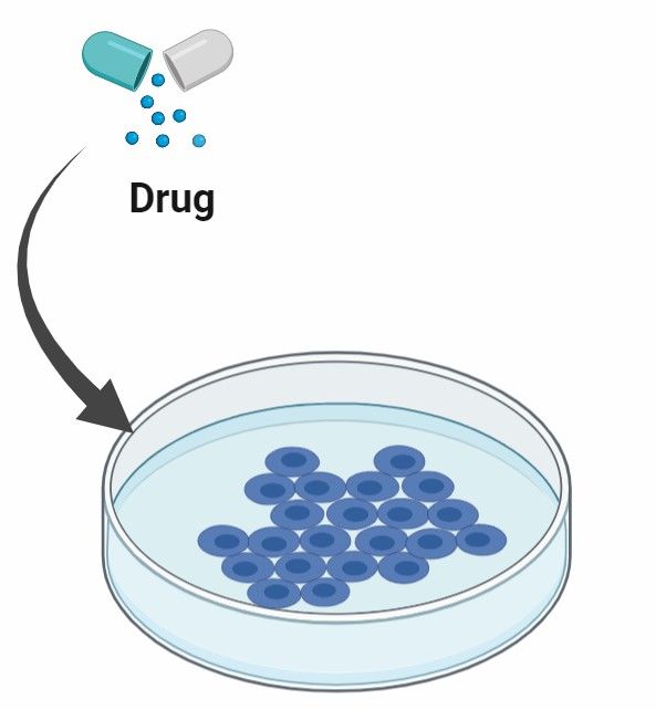 In Vivo Validation Studies.