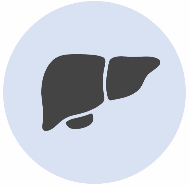 Fig 4. Mechanism Study Service for Liver Metastatic Bladder Cancer.