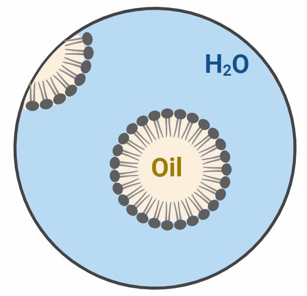Fig 2. Development of Oil-in-Water (O/W) Microemulsion.