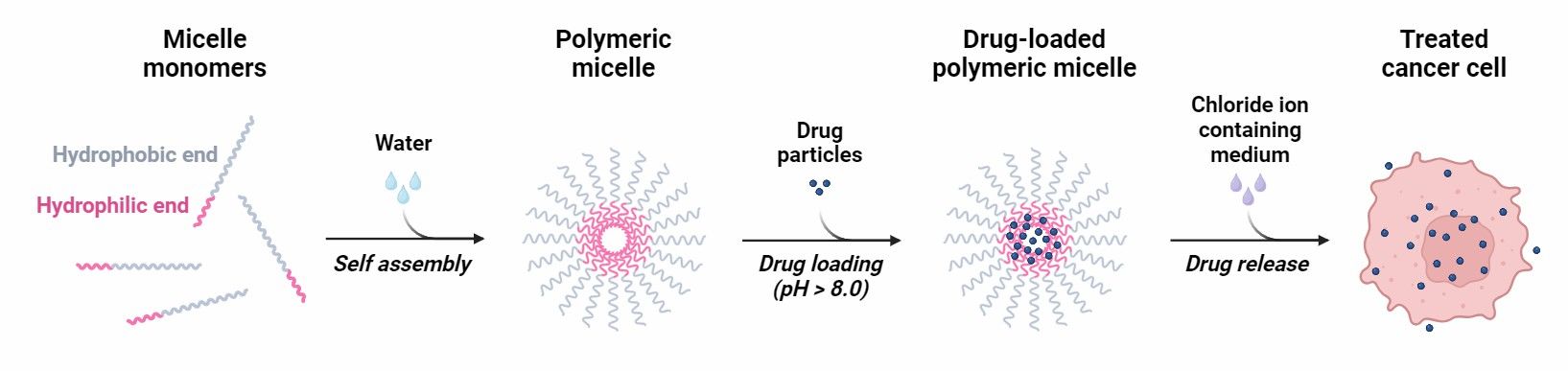 Fig 2. Construction Process of Polymeric Micellar Drug Delivery System.