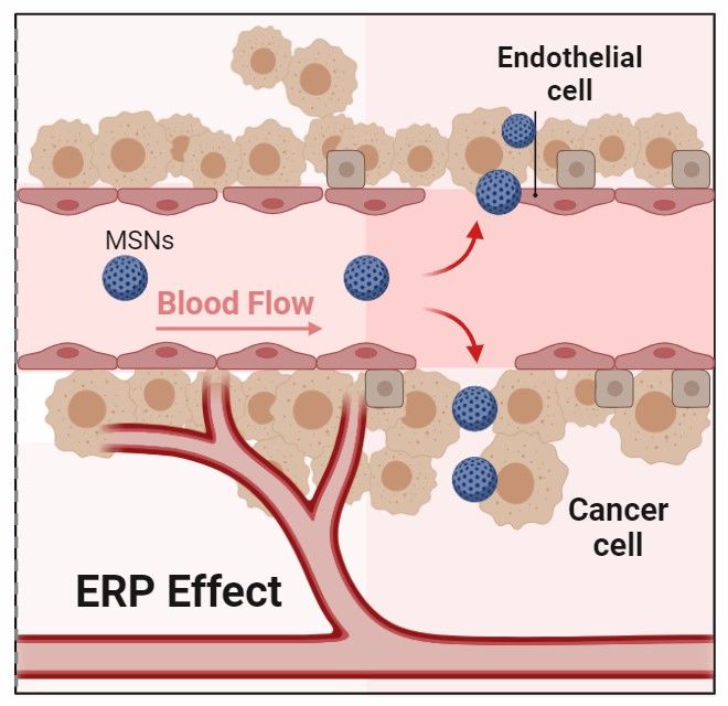 Fig 2. EPR effect.