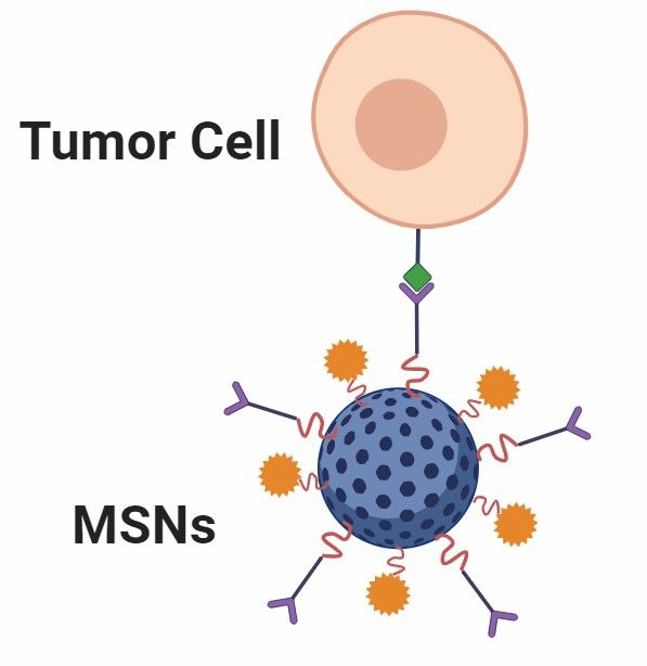 Fig 3. Active Targeting MSNs.