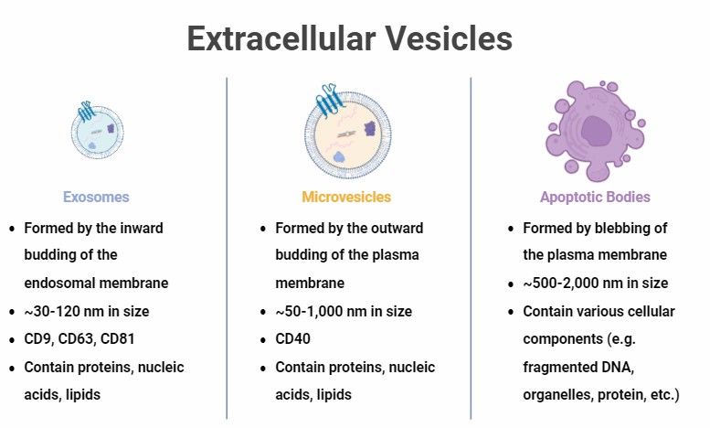 Fig 1. Type of extracellular vesicle.
