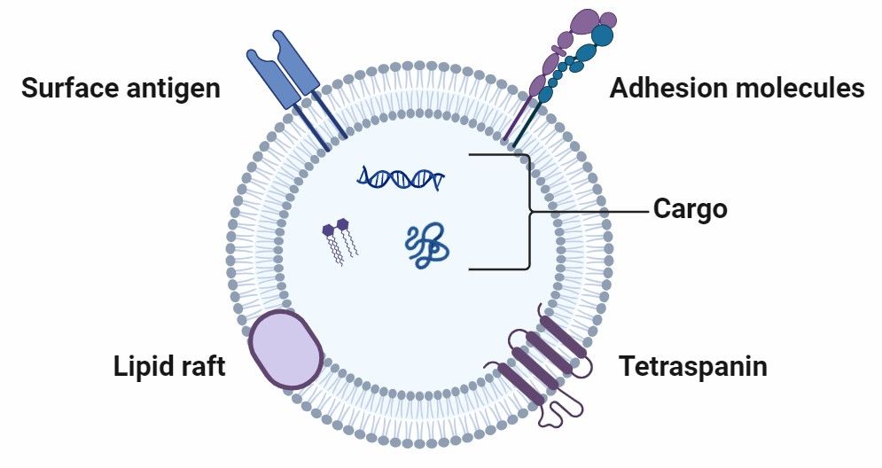 Fig 2. Composition of extracellular vesicle-based delivery systems.