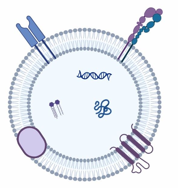 Fig 10. Extracellular Vesicles-Based DDS