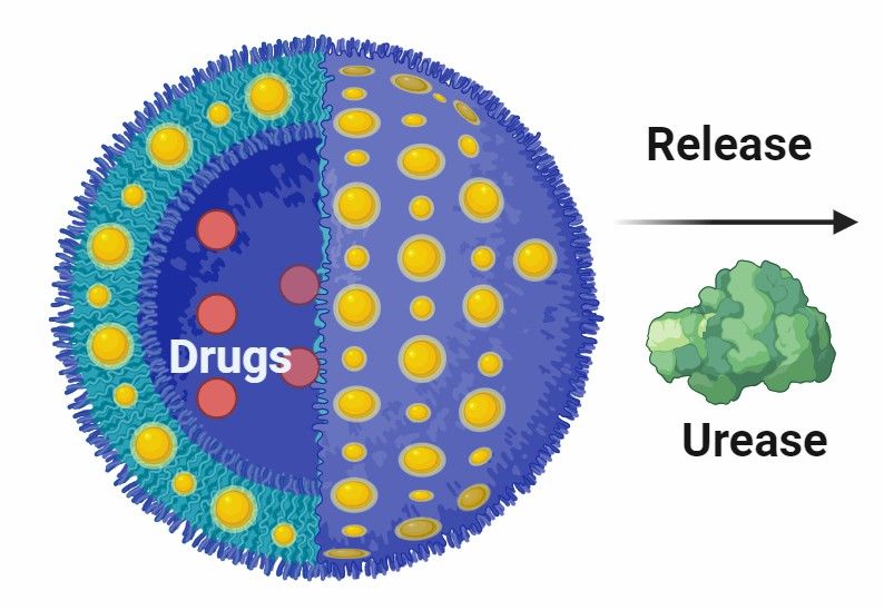 Fig 11. Urease-Powered Nanomotor DDS