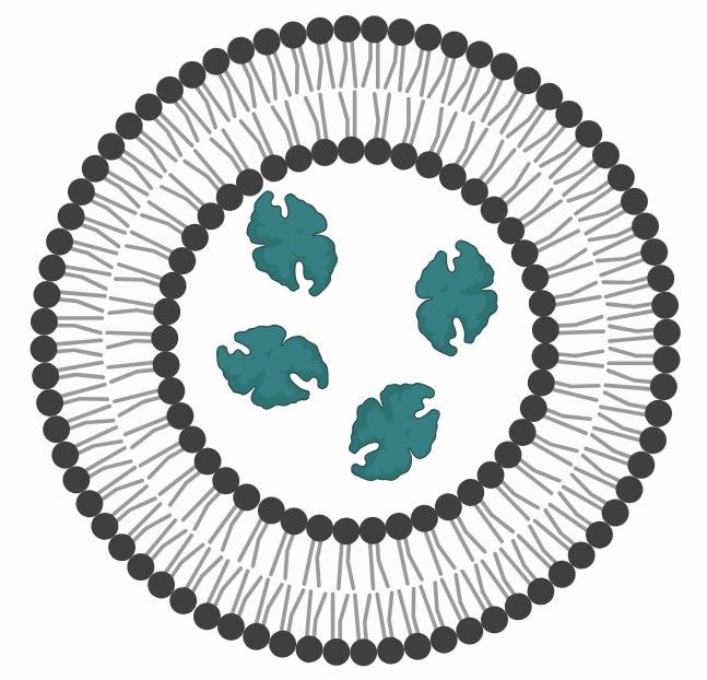Fig 2. Liposomal DDS.