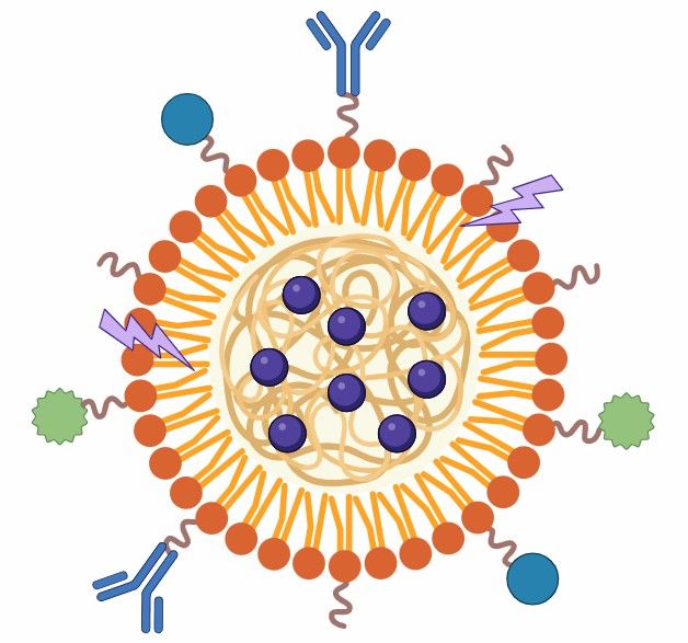 Fig 6. Polymeric Micelles DDS
