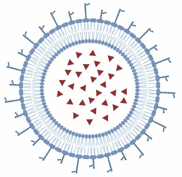Fig 9. Cell Membranes-Based DDS
