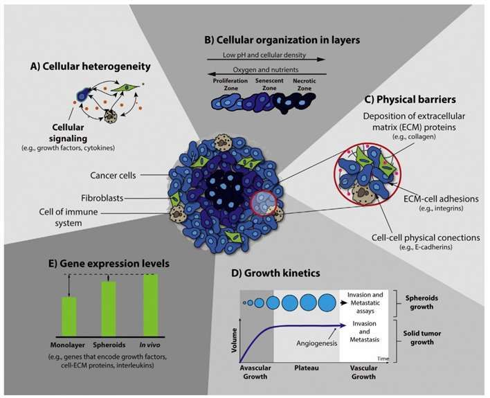 Fig 1. The main characteristics of 3D spheroids that are crucial for their application in the screening of anticancer therapeutics. (Costa E.C., et al. 2016)