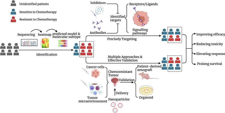 Fig 1. The main characteristics of 3D spheroids that are crucial for their application in the screening of anticancer therapeutics. (Costa E.C., et al. 2016)