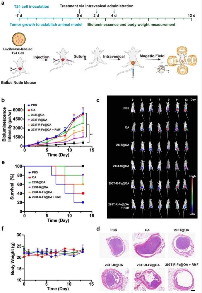 Fig 1. In vivo therapeutic efficacy of 293T-R-Fe@OA cell robots against bladder cancer. (Cong Z., et al. 2022)