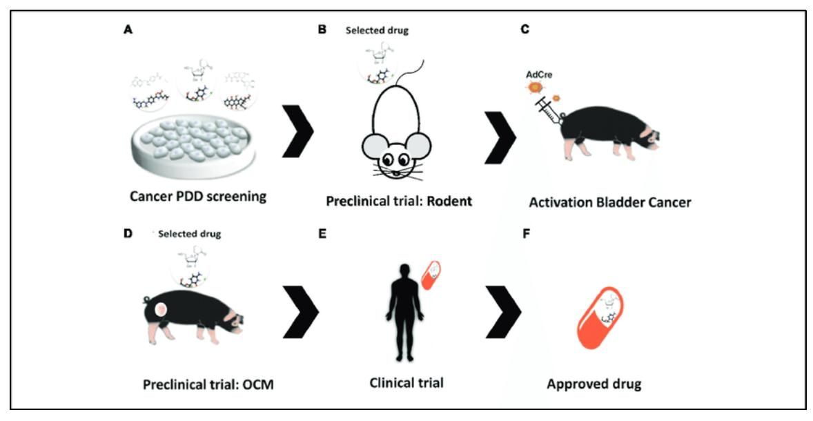 Fig 1. Overview of bladder cancer drug discovery. (Segatto N. V, et al. 2017) 