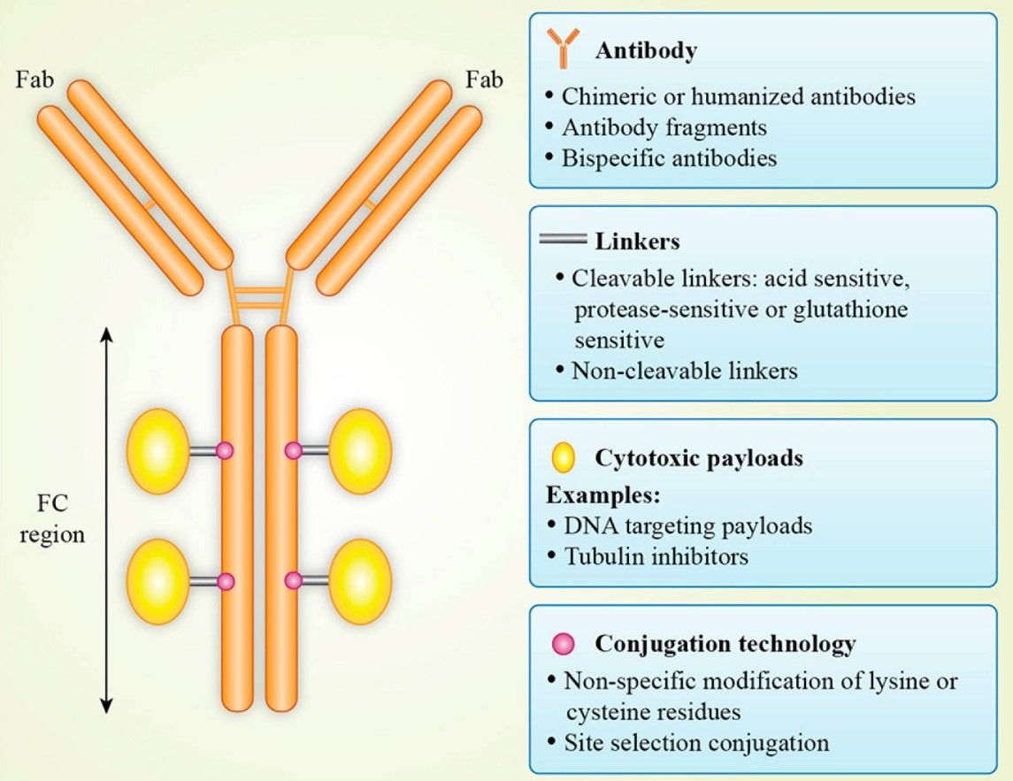Fig.1 Antibody–drug conjugate structure.