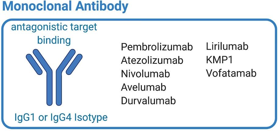 Fig.1 Overview of antibody-based drugs that are approved or are in (pre-)clinical development for the treatment of bladder cancer.