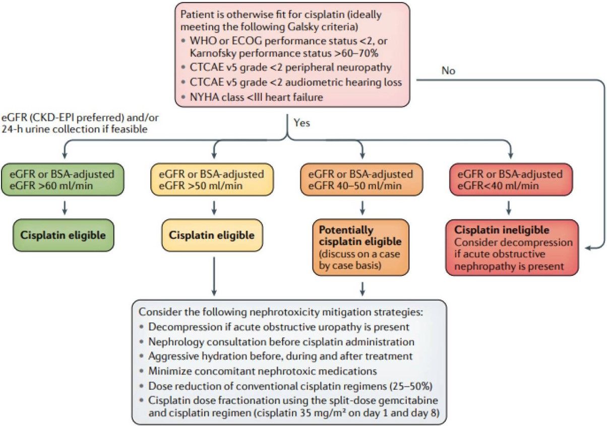 Fig.1 Neoadjuvant cisplatin-based chemotherapy.